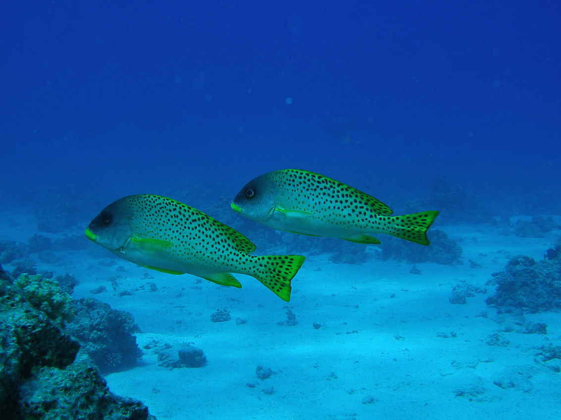 Plectorhinchus gaterinus (Gaterino tropicale)